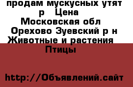 продам мускусных утят​ 350 р › Цена ­ 350 - Московская обл., Орехово-Зуевский р-н Животные и растения » Птицы   